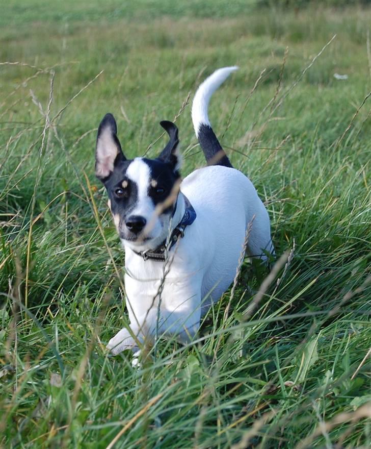 Dansk svensk gaardhund Dico  billede 15