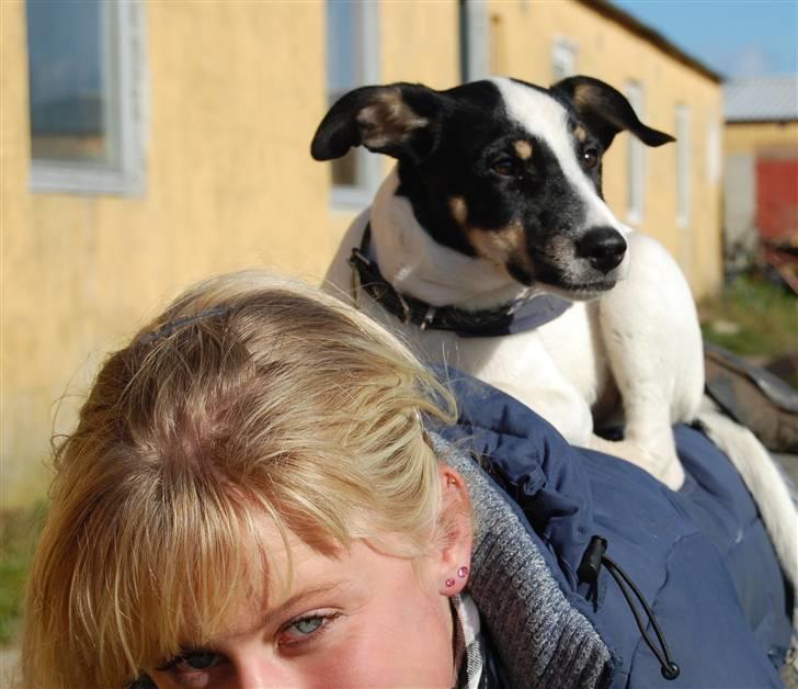 Dansk svensk gaardhund Dico  billede 16