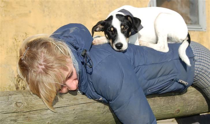 Dansk svensk gaardhund Dico  billede 17