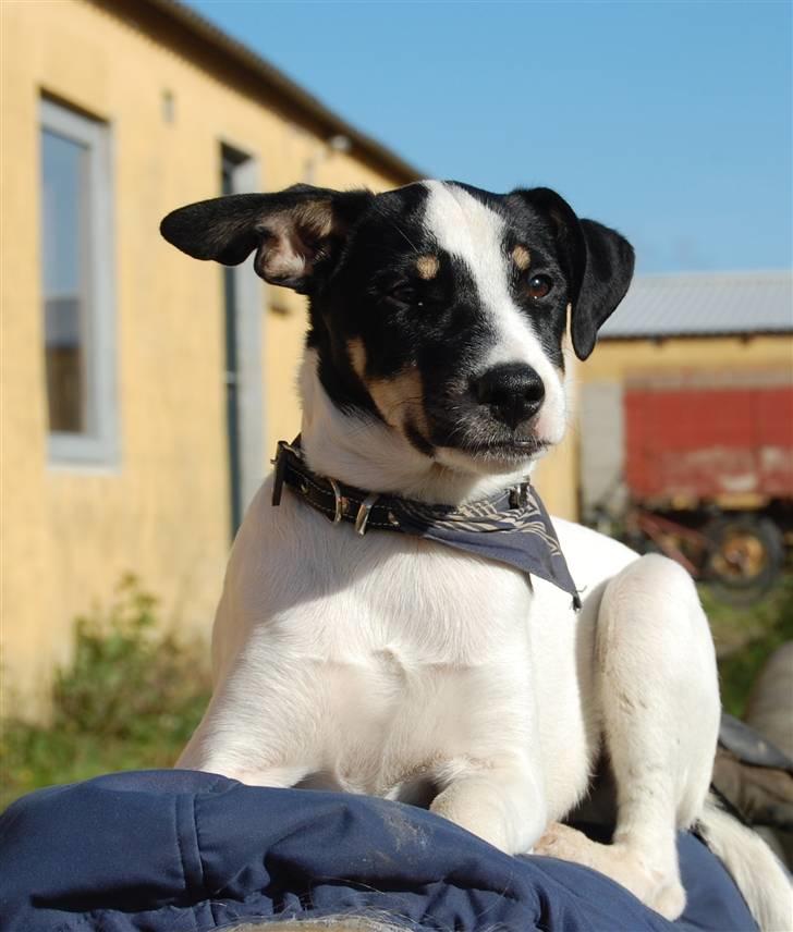 Dansk svensk gaardhund Dico  billede 18