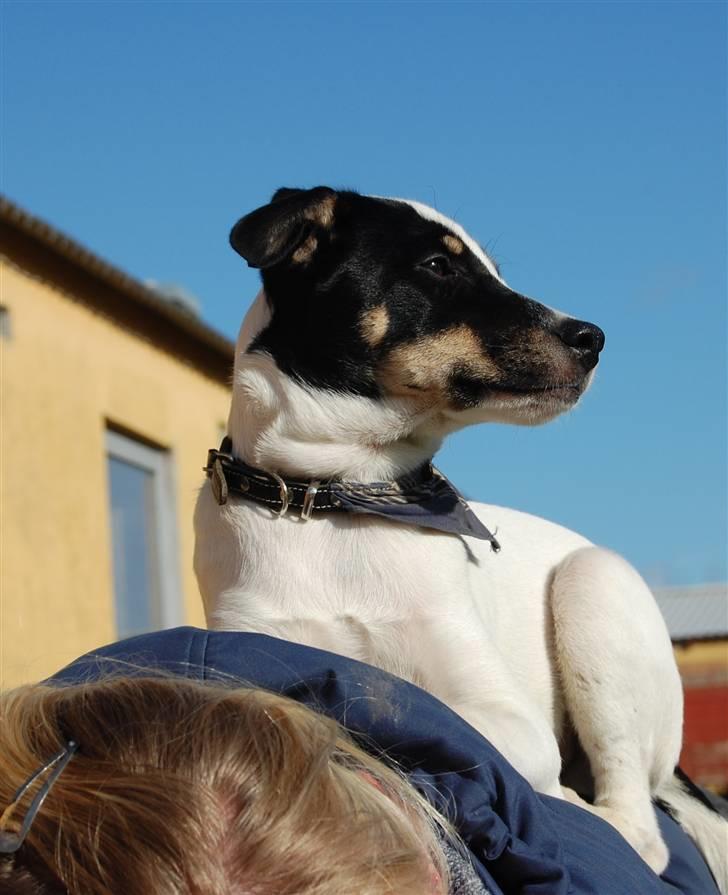 Dansk svensk gaardhund Dico  billede 19