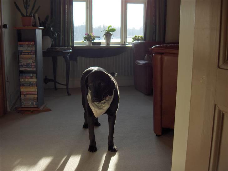 Labrador retriever Berta<´3(Aflivet)R.I.P:'( - 14) Du er så sød smukke(: billede 14