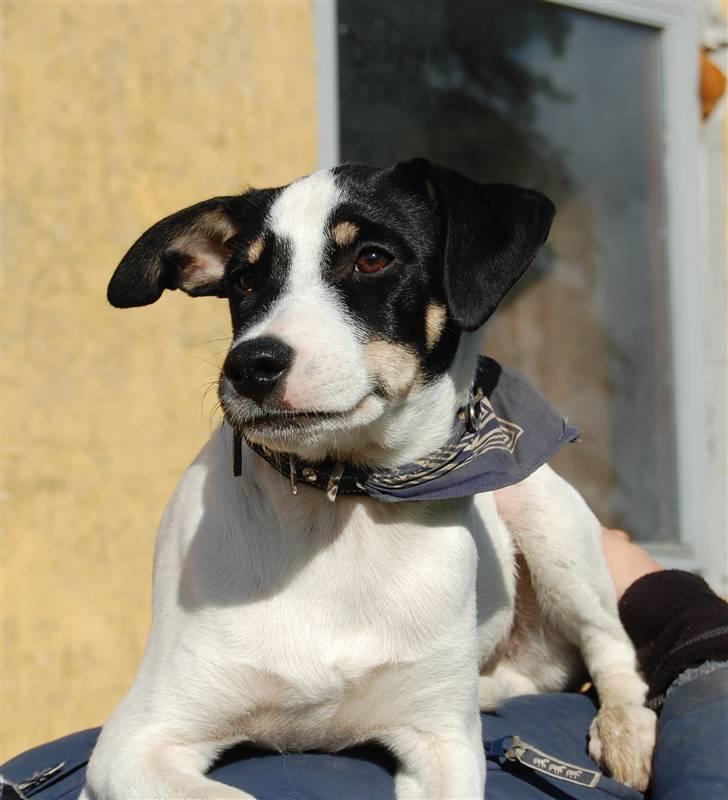 Dansk svensk gaardhund Dico  billede 20