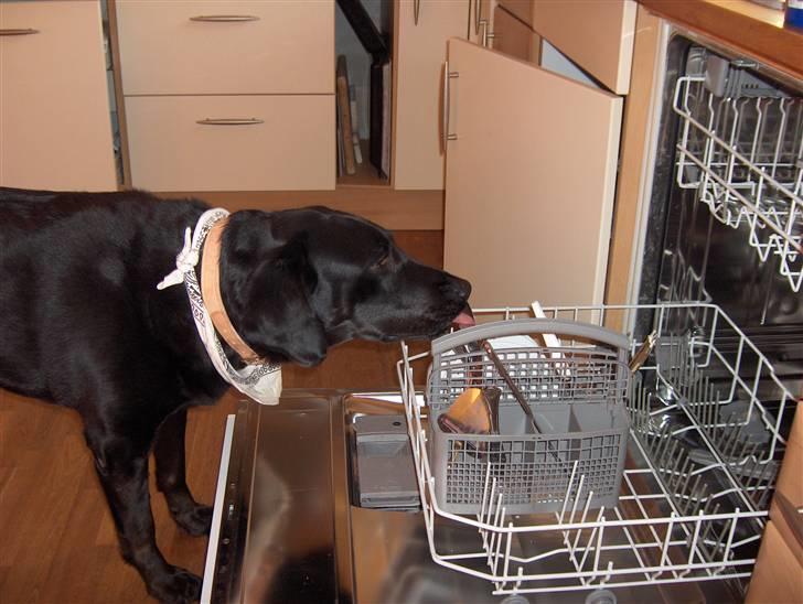 Labrador retriever Berta<´3(Aflivet)R.I.P:'( - 15) Forvaskeren Berta<´3(: billede 15