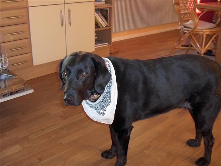 Labrador retriever Berta<´3(Aflivet)R.I.P:'( - 16) Haløjsa(: billede 16
