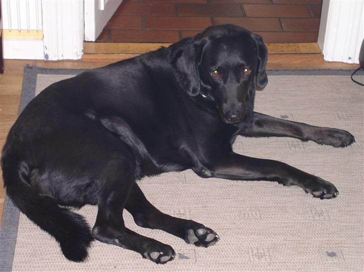 Labrador retriever Berta<´3(Aflivet)R.I.P:'( - 19) Smukke Berta<´3 billede 19