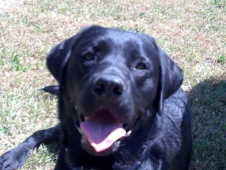 Labrador retriever Simba billede 19
