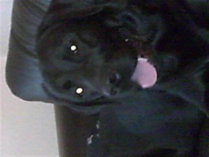 Labrador retriever Simba billede 20