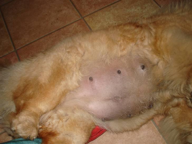 Chow chow Fuh-Thu-chow Inka-Rose - se min tykke mave, jeg skal snart have hvalpe. billede 15