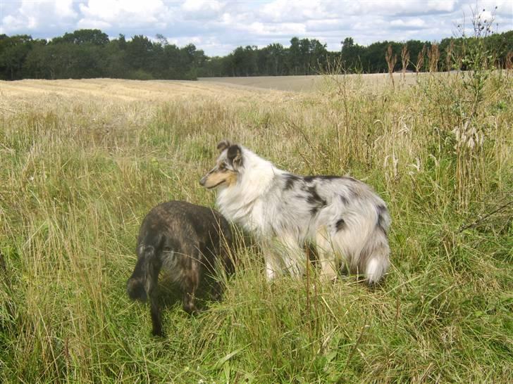 Collie langhåret Sille  billede 7