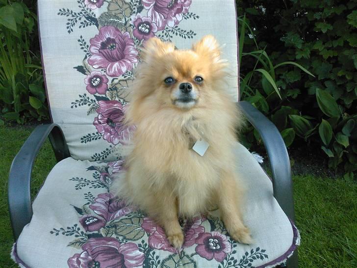 Pomeranian Topsys Bibi Satine billede 13