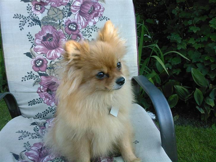 Pomeranian Topsys Bibi Satine billede 14
