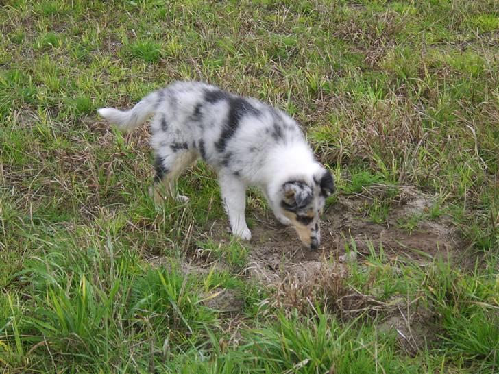 Collie langhåret Sille  billede 8