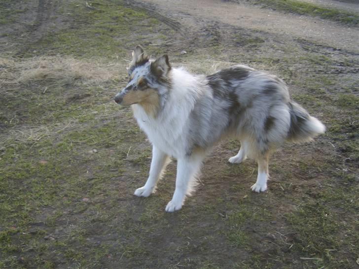 Collie langhåret Sille  billede 9