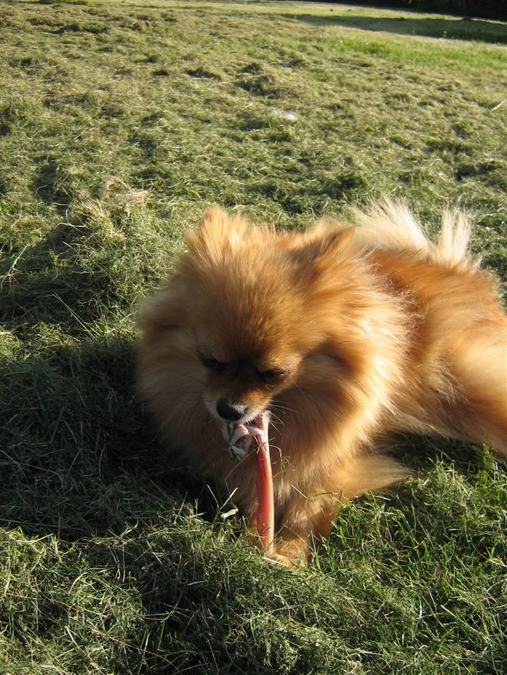 Pomeranian Topsys Bibi Satine billede 17