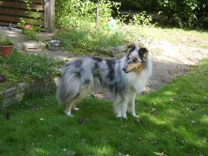 Collie langhåret Sille  billede 10