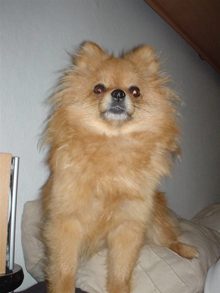 Pomeranian Topsys Bibi Satine billede 19