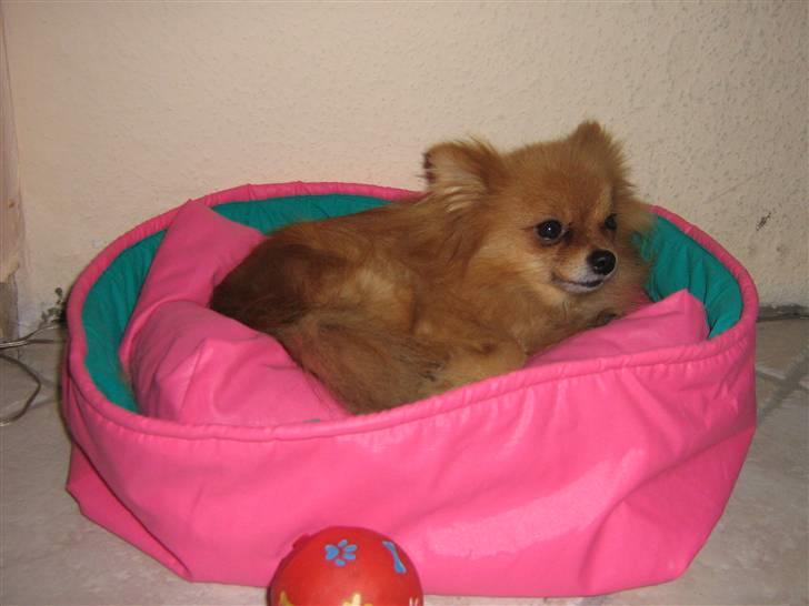Pomeranian Topsys Bibi Satine billede 20