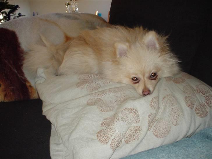 Pomeranian Spike Lee billede 11