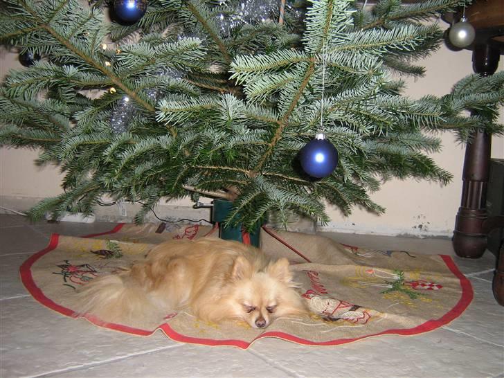 Pomeranian Spike Lee billede 12