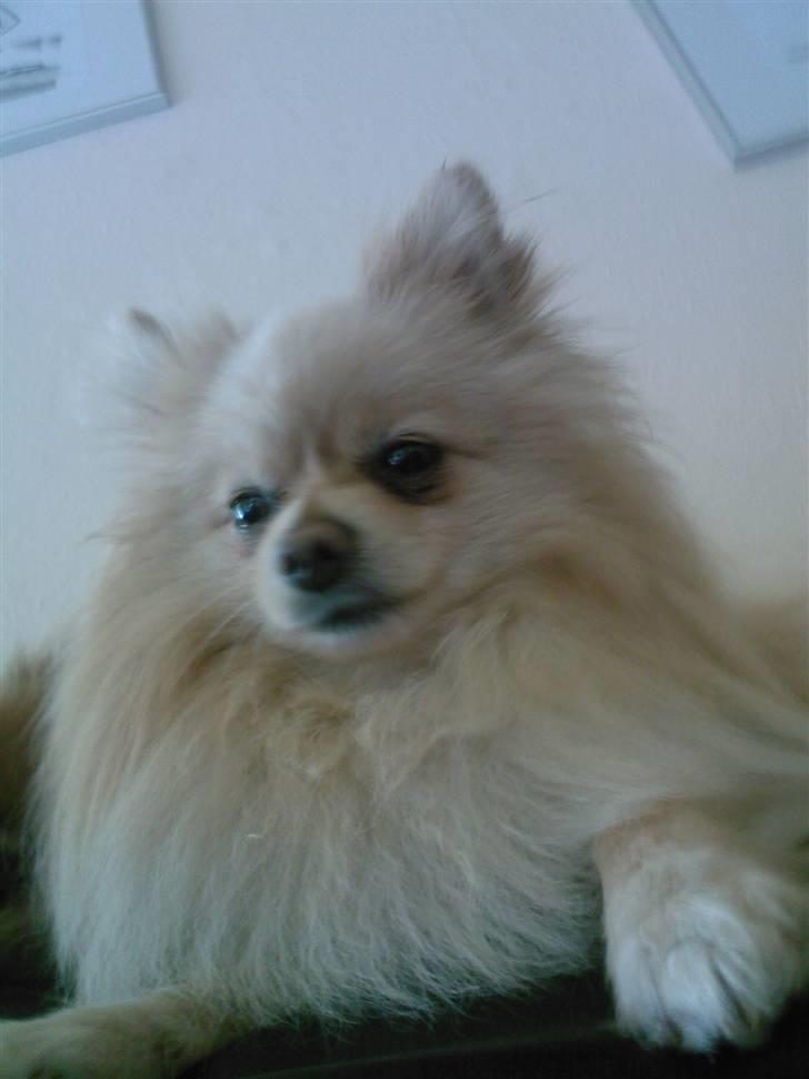 Pomeranian Spike Lee billede 13