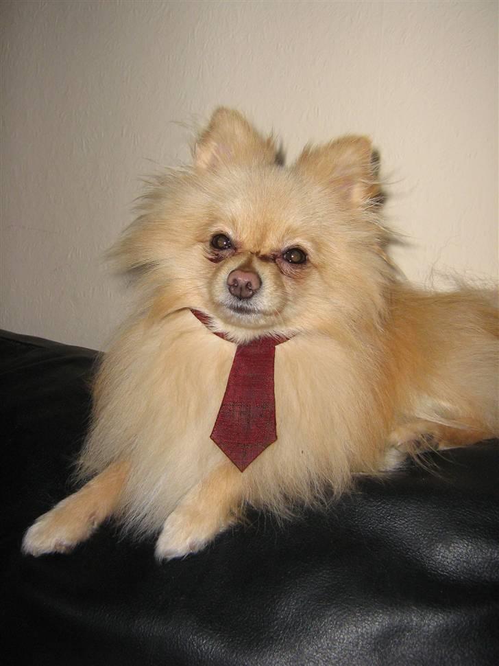 Pomeranian Spike Lee billede 14