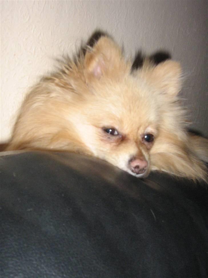 Pomeranian Spike Lee billede 15