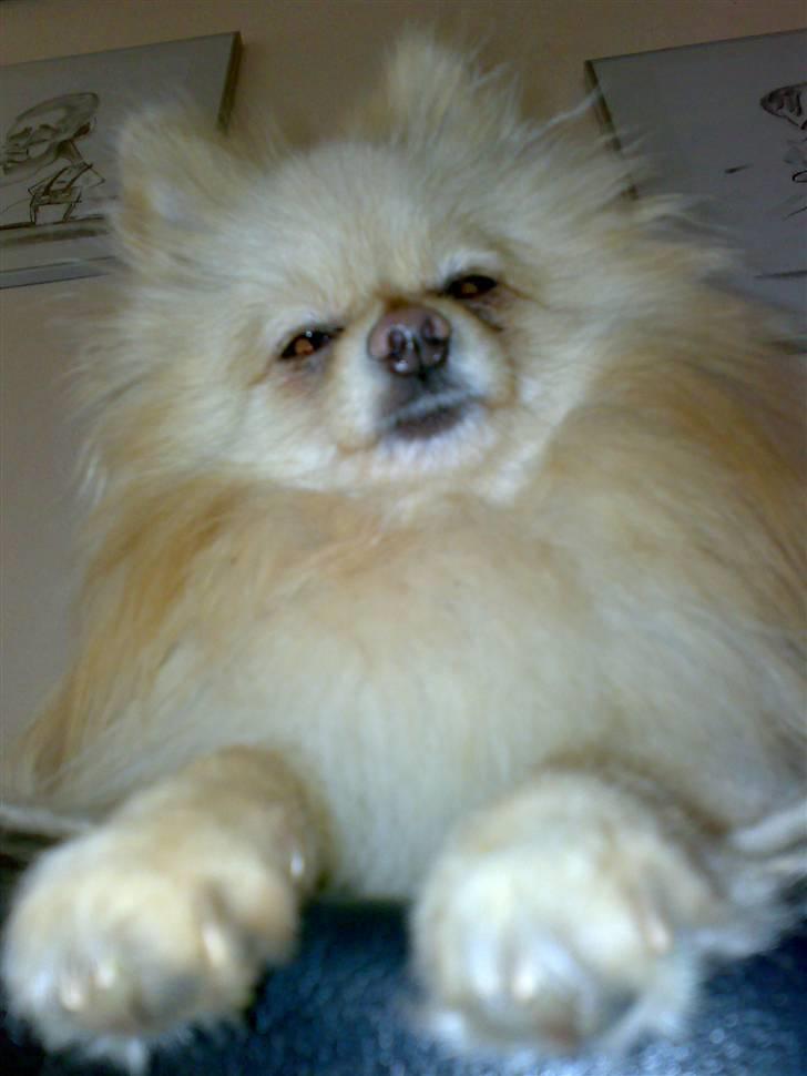 Pomeranian Spike Lee billede 16