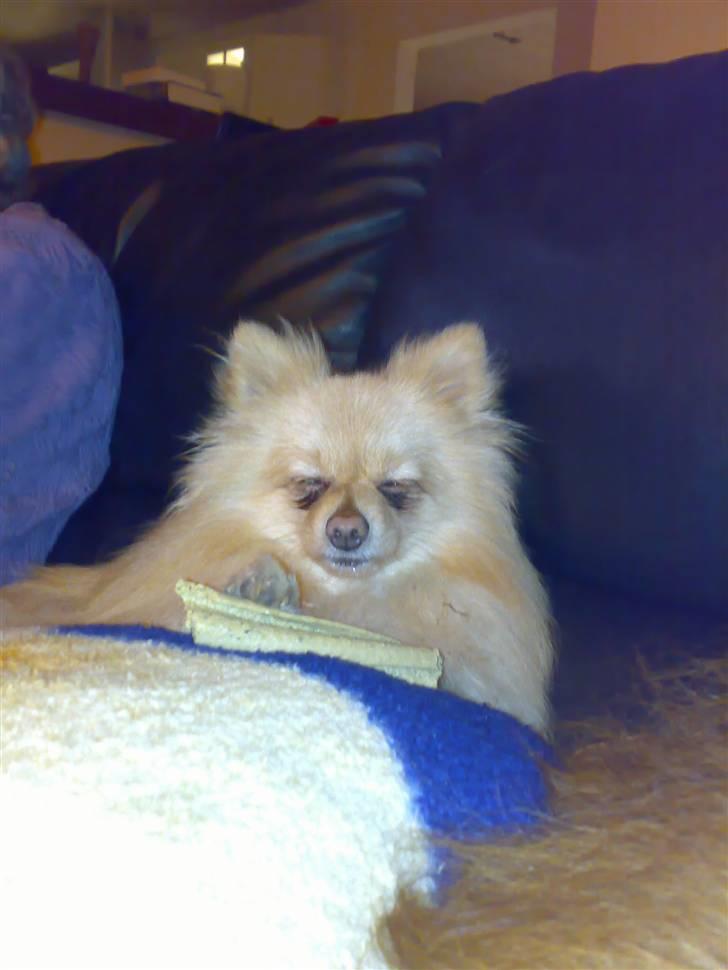 Pomeranian Spike Lee billede 17