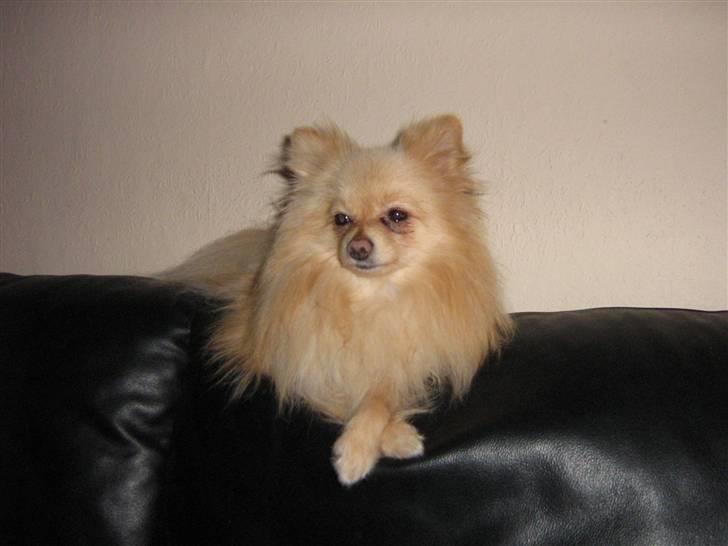 Pomeranian Spike Lee billede 18