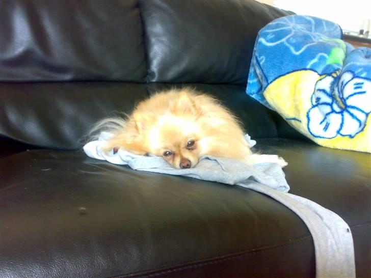 Pomeranian Spike Lee billede 19