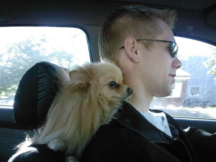 Pomeranian Spike Lee billede 20