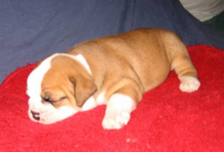 Olde english bulldogge Anjali aka Asja billede 3