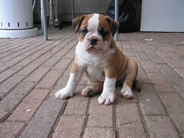 Olde english bulldogge Anjali aka Asja billede 4