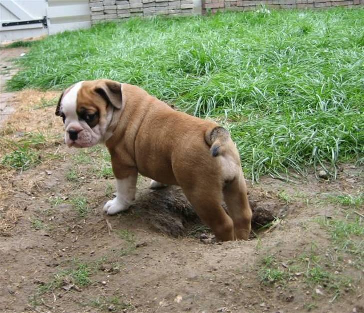 Olde english bulldogge Anjali aka Asja billede 5