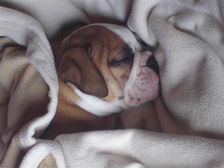 Olde english bulldogge Anjali aka Asja billede 6