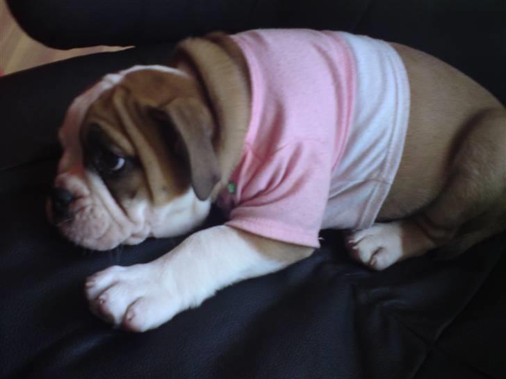 Olde english bulldogge Anjali aka Asja billede 7