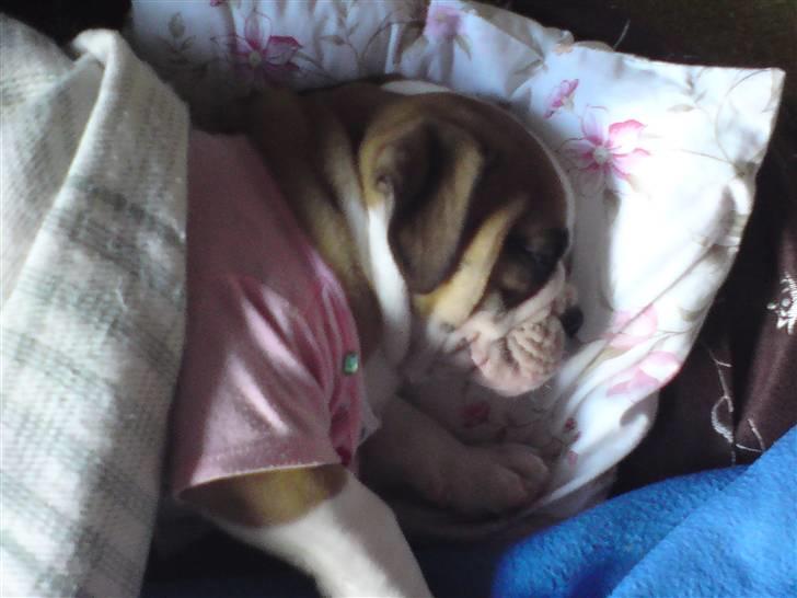 Olde english bulldogge Anjali aka Asja billede 10