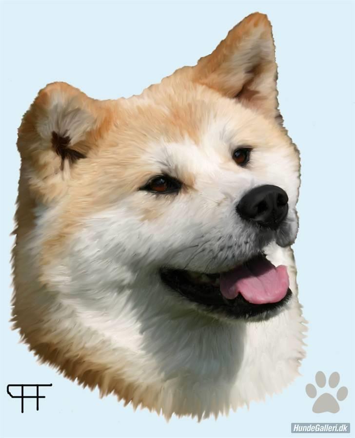 Akita inu Tattoi - Billede lavet af Hans F , Tak for det ;o) billede 10