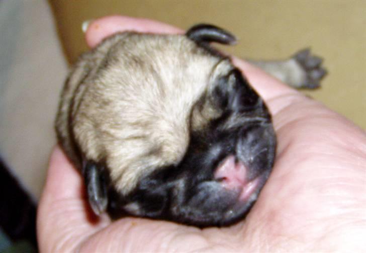 Mops Ibeth Pug Dominic Purcell billede 1