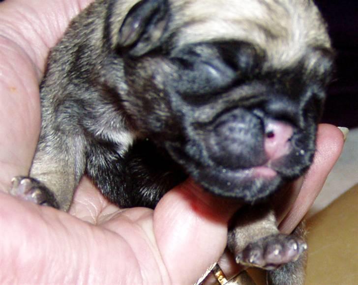 Mops Ibeth Pug Dominic Purcell billede 2
