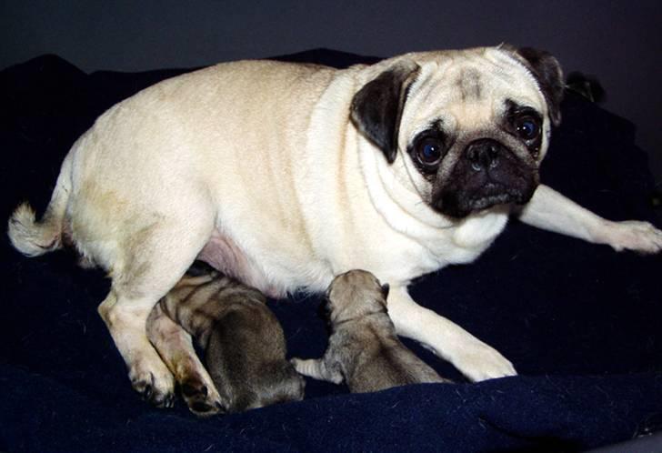 Mops Ibeth Pug Dominic Purcell - drengen er til højre billede 3