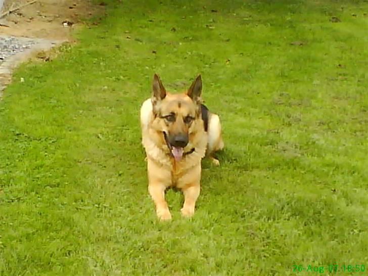 Schæferhund Zenta - ude og lege i haven billede 1