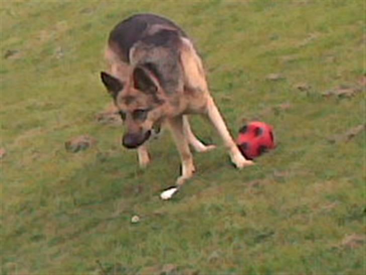 Schæferhund Zenta - ude og lege i haven billede 2