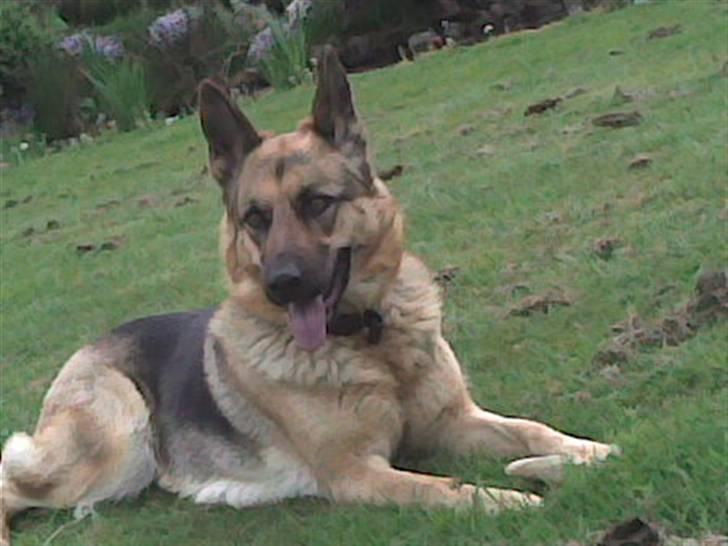 Schæferhund Zenta - i haven billede 3