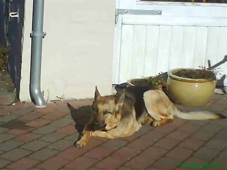 Schæferhund Zenta - "jeg ta´ mig lige en lur" billede 4