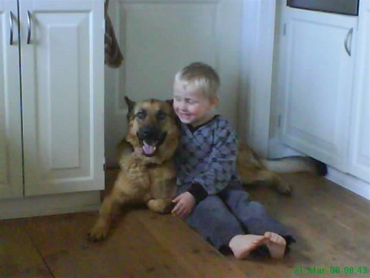 Schæferhund Zenta - zenta og min lille bror billede 5