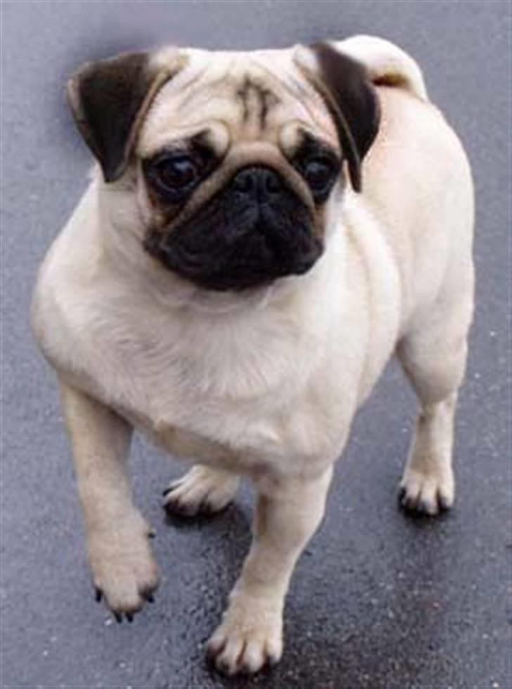 Mops Ibeth Pug Dominic Purcell - drengens mor billede 4