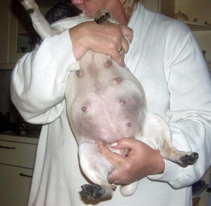 Mops Ibeth Pug Dominic Purcell - inde i den her mave var han før :) billede 5