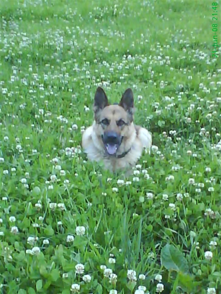 Schæferhund Zenta - på marken billede 6